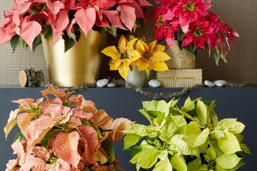 Variety of Potted Poinsettias with Spray Painted Pots; Various artificial flowers in vases against wall