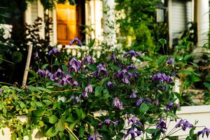 ‘Hendersonii’ clematis climbs the front fence. It is an old English hybrid with blue-purple, bell-shaped flowers. “I love vertical plants that don’t take a lot of real estate,” says Jonathan.