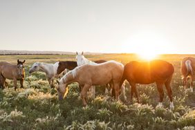 horses grazing at sunset
