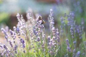 Lavender in the Midwest—English lavender