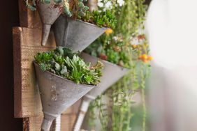 planted funnels for succulents