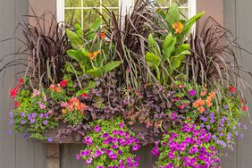 window boxes with lush purple flowers and grasses